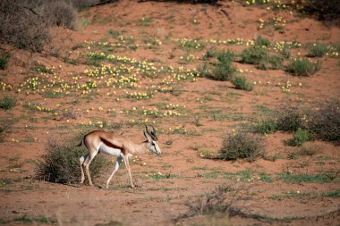 white deer in the desert