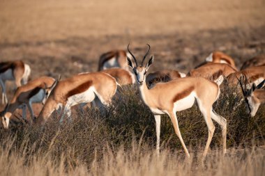 red - tailed deer ( cervus elelelus ), standing in a field of grass in the autumn season, in the netherlands. nature