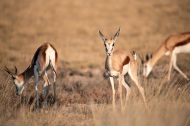 impala antelopes at the african savannah