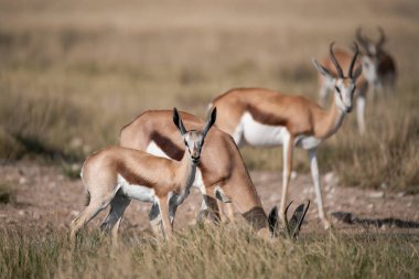 red - bellow - antelope in the african savannah of africa