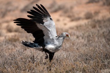siyah - beyaz - kuyruklu vinç (haliaeetus albicus) savanada uçuyor, Afrika