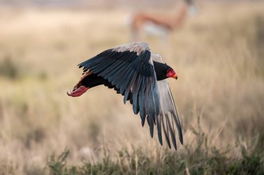 Kırmızı gagalı akbaba Kruger Ulusal Parkı, Güney Afrika