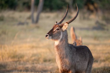 Güney Afrika 'daki Kruger Park' taki Impala.