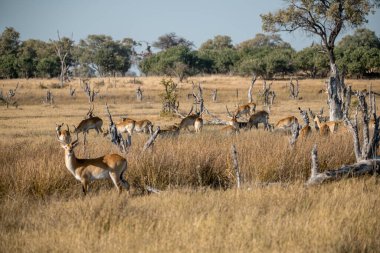 Kızıl geyik (cervus elaphus) ulusal rezerv bölgesinde, çiftleşme mevsiminde, en büyük memeli türlerinden biridir.