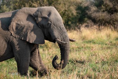 Güney Afrika 'daki Kruger Ulusal Parkı' nda Afrika fili