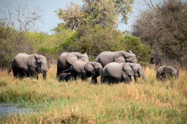 Afrika filleri Güney Afrika 'daki Kruger Ulusal Parkı' ndaki su birikintisinde..