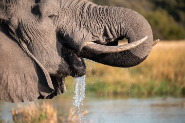 Afrika fili (xoloafricana africana) su birikintisinde, etosha ulusal parkında, Namibya
