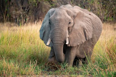 Büyük fil ulusal parkta yürüyor, Kenya, Afrika