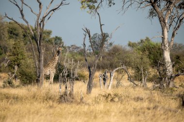 Güney Afrika 'da bir savanda leopar