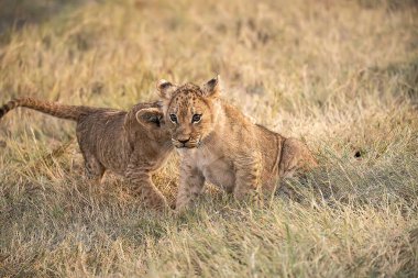 İki dişi aslan akşamları Masai Mara 'nın çimlerinde yürüyor.