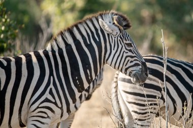 Güney Afrika 'daki Kruger Ulusal Parkı' nda zebra ve zebralar var.