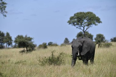 Büyük bir Afrika fili (dondondonus donana) çimenlerde yürüyor. Botswana 'daki ulusal park.