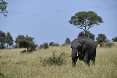 Kenya 'daki ulusal parktaki büyük Afrika fili.