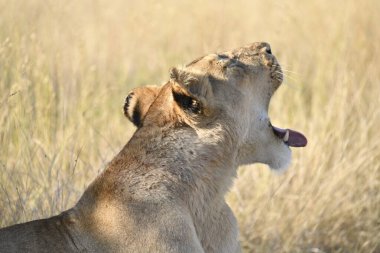 Kenya Masai Mara 'da dişi aslanlar