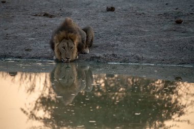 Etoşa Ulusal Parkı, Namibya 'daki Afrika aslanı.