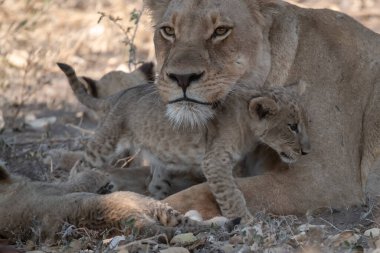 Aslan yavrusu vahşi doğada Kruger Ulusal Parkı, Güney Afrika.