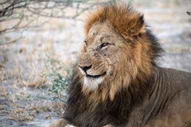 Afrika savanındaki aslan.