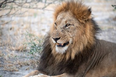 Afrika 'nın güneyindeki Kruger Ulusal Parkı' nda erkek bir Afrika aslanı.