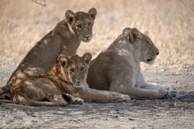 lioness family with cubs resting in kruger national park