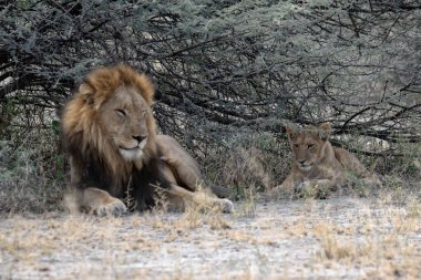Kenya bozkırında aslan erkek.