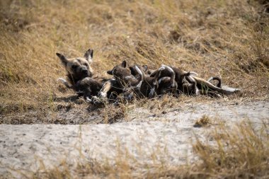 wild dogs playing in the grass.