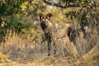 female hyena ( crocuta croahyata ) in the wild, kruger national park, south africa