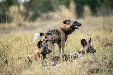 Doğada yürüyüş köpekler.