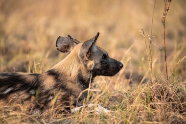 Otların arasındaki köpek