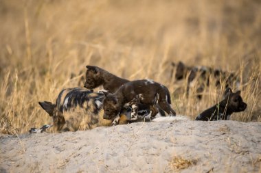 Siyah sırtlan, Kruger Milli Parkı, Güney Afrika