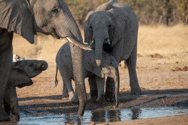 Afrika fili Kruger Park, Güney Afrika 'da