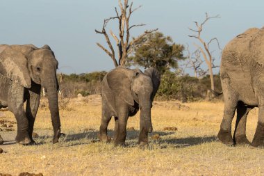 Afrika savanasındaki vahşi Afrika fil ailesi.