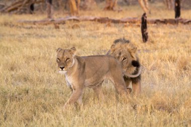 Lions at the kruger park