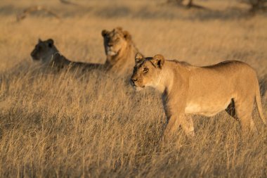 Güney Afrika 'daki Kruger Ulusal Parkı' nın çimlerinde aslan ailesi.,