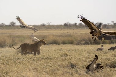 Afrika aslanı Kruger National park, Güney Afrika