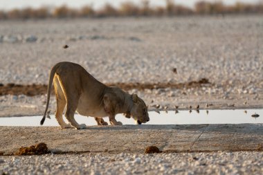 Etoşa Ulusal Park Namibya 'sında vahşi Afrika aslanı