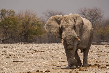 the elephant in etosha national park