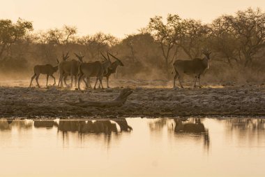waterhole in the waterhole in the water hole