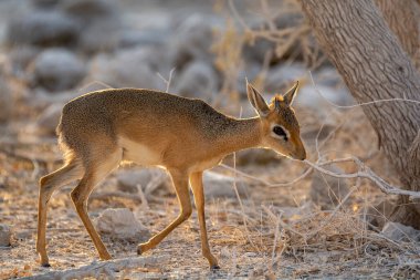 the african bush deer ( elaphus elelus ) in the natural habitat in namibia, africa.