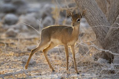 a female deer standing in the dry grass.