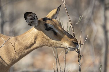 male deer in the wilderness of the kruger national park, south africa.