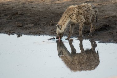 Sudan su içen sevimli bir Afrikalı zebranın yakın plan fotoğrafı.