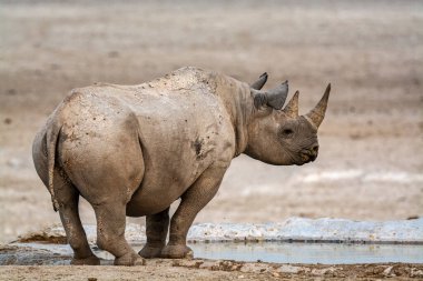 Kenya 'daki ulusal bir parkta, kuru çamurda yürüyen beyaz gergedan.