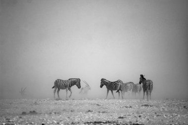 Afrika bozkırında zebra