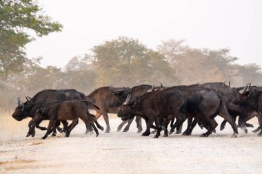 Kenya ovasında yürüyen siyah bufalo.