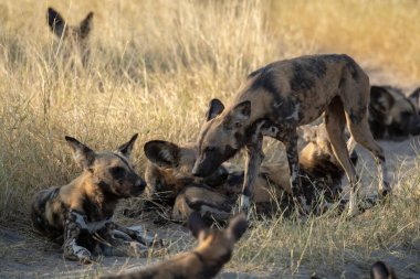 Afrika, Kenya 'da vahşi köpekler