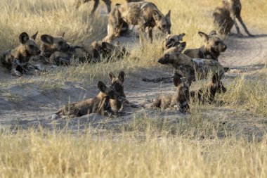 Kruger parkındaki vahşi sırtlan, Güney Afrika