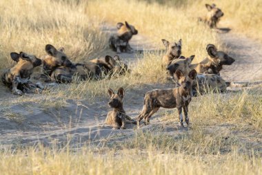 Kruger Park, Güney Afrika 'daki sırtlan.