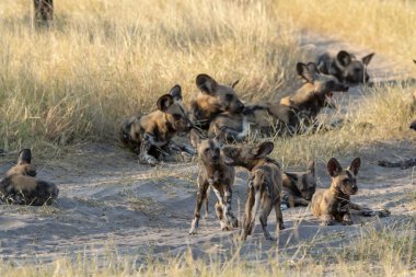 Güney Afrika 'daki Hyhyena
