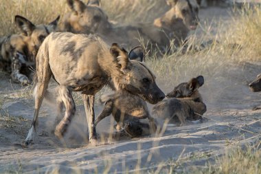 Güney Afrika 'daki Kruger Ulusal Parkı' nda köpeklerle oynayan bir grup vahşi Hyah.