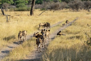 Bir grup zebra Kenya savanasında yürüyor.